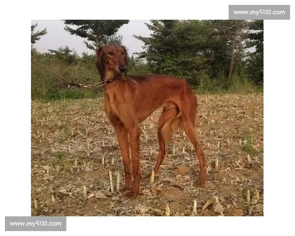 细犬竞技争锋 赛场英姿尽显小型犬速度与力量之美